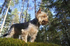 yorkie im freien