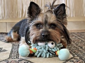 yorkie in der wohnung