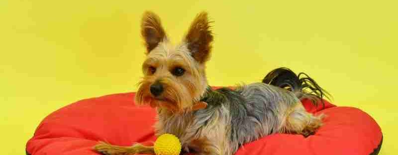of yorkshire terrier h, tags: gestohlener yorkshire-hund bei - images.pexels.com