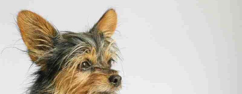 Close-up portrait of a Yorkshire Terrier against a plain white backdrop., tags: eine - pexel