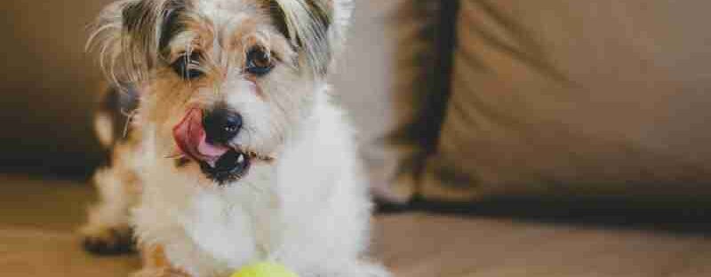 Adorable terrier puppy playing with a tennis ball on a cozy brown couch, licking its nose., tags: yorkshire-terrier-familie: ball-mission geht - pexel