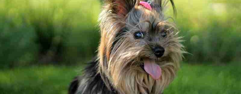 Cute Yorkshire Terrier puppy with tongue out, enjoying a sunny day in the garden., tags: zuhause für - pexel