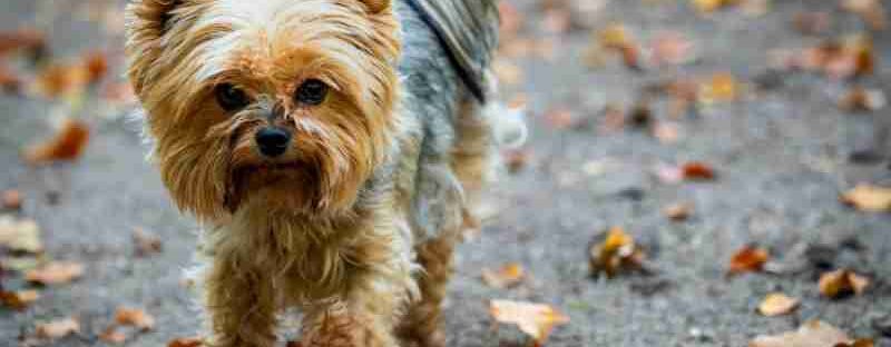 Charming Yorkshire Terrier with long fur strolls through colorful autumn leaves outdoors., tags: müllschacht - pexel