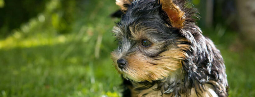 Yorkshire Terrier entdecken zum ersten Mal die Natur draußen