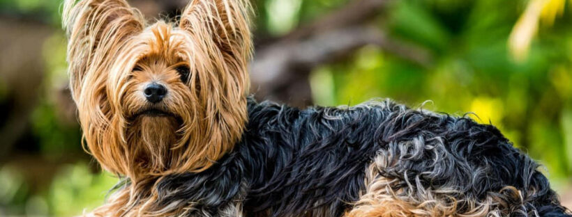 Cozy-Krimi mit Yorkshire Terrier im Mittelpunkt